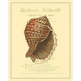thumbnail image 2 of Vision Studio 26x32 Gold Ornate Wood Framed with Double Matting Museum Art Print Titled - Coquilles De Mer IV, 2 of 4