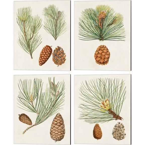 Great Art Now Antique Pine Cones by Unknown 4 Piece Canvas Art Set Each 12"W x 15"H