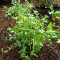 thumbnail image 4 of Bonnie Plants Cilantro 11.8 oz., Live Plant, 4 of 6