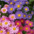 thumbnail image 2 of Aster Rainbow Mix Flower Seeds for Planting, 300+ Seeds Per Packet Non GMO Seeds, Botanical Name Callisteephus chinensis, Great Home Garden Gift, 2 of 6