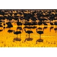 thumbnail image 2 of Jaynes Gallery 14x11 Black Ornate Wood Framed with Double Matting Museum Art Print Titled - USA-New Mexico-Bosque Del Apache National Wildlife Refuge-Sandhill crane silhouettes in water at su, 2 of 4