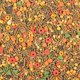 thumbnail image 4 of Dieta de nutrición avanzada para conejillos de indias Wild Harvest, 4 of 6