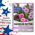 thumbnail image 5 of Dwarf Cornflower (Bachelor Button) Polka Dot Mix Seeds, 5 of 7