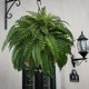 thumbnail image 2 of Setimoancen Helechos, Helecho de Boston artificial realista resistente a los rayos UV, Plantas de helechos falsos, Arbustos, Plantas artificiales para decoración al aire libre, hogar, oficina,, 2 of 6