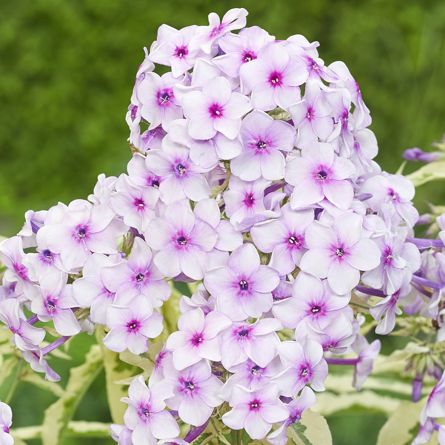 Van Zyverden Tall Phlox Nora Leigh 3 Plant Roots Multicolor Partial Sun Perennial Pollinator 1 lb