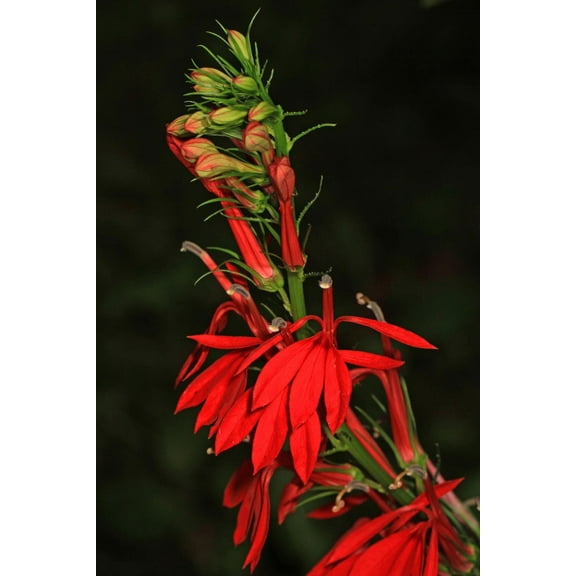 Cardinal Flower Lobelia cardinalis Meadow Wildflowers Premium Seeds for Planting