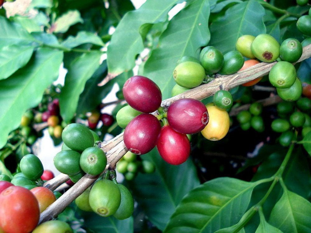 Arabica Coffee Bean Plant - 4' Pot - Grow & Brew Your Own Coffee Beans