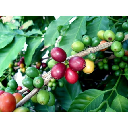 Arabica Coffee Bean Plant - 4