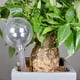 thumbnail image 3 of Herramienta de riego de plantas, dispositivo de riego automático con forma de pájaro/bola, gotero de agua transparente para plantas de flores, ligero para jardín, 3 of 6