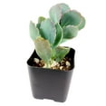 thumbnail image 7 of Kalanchoe Lavender Scallops (4"+ Clay Pot) - Bryophyllum fedtschenkoi - Tiny, Lovely, Easy to Care Succulent for Beginners - Live Healthy Succulent for Home Office, 7 of 7