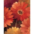 thumbnail image 2 of Hristova, Albena 12x14 Black Ornate Wood Framed with Double Matting Museum Art Print Titled - Garden of Gerberas III, 2 of 4