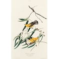 thumbnail image 2 of Audubon, John James 16x24 Gold Ornate Wood Framed with Double Matting Museum Art Print Titled - Prothonotary Warbler, 2 of 4