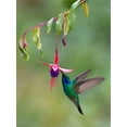 thumbnail image 2 of Art.com Green Violetear (Colibri Thalassinus) Feeding, Savegre, Costa Rica Stretched Canvas Print Wall Art, 12" x 16", 2 of 4