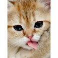 thumbnail image 3 of Evershine - Kit de bordado de diamantes con diseño de gato 5D, para manualidades, con diseño completo de animales, para punto de cruz, diseño de mosaico de diamantes de imitación, para decoración del, 3 of 5