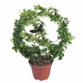 thumbnail image 4 of adviicd Climbing Bracket Garden Retro Potted With Round Anti-Rust Metal Bird Creative Stand, 4 of 5
