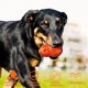 thumbnail image 5 of Juguete para perros, juguete para masticar perros, caucho natural duradero, juguete para perros indestructible para perros grandes y pequeños JAMW Sencillez, 5 of 5
