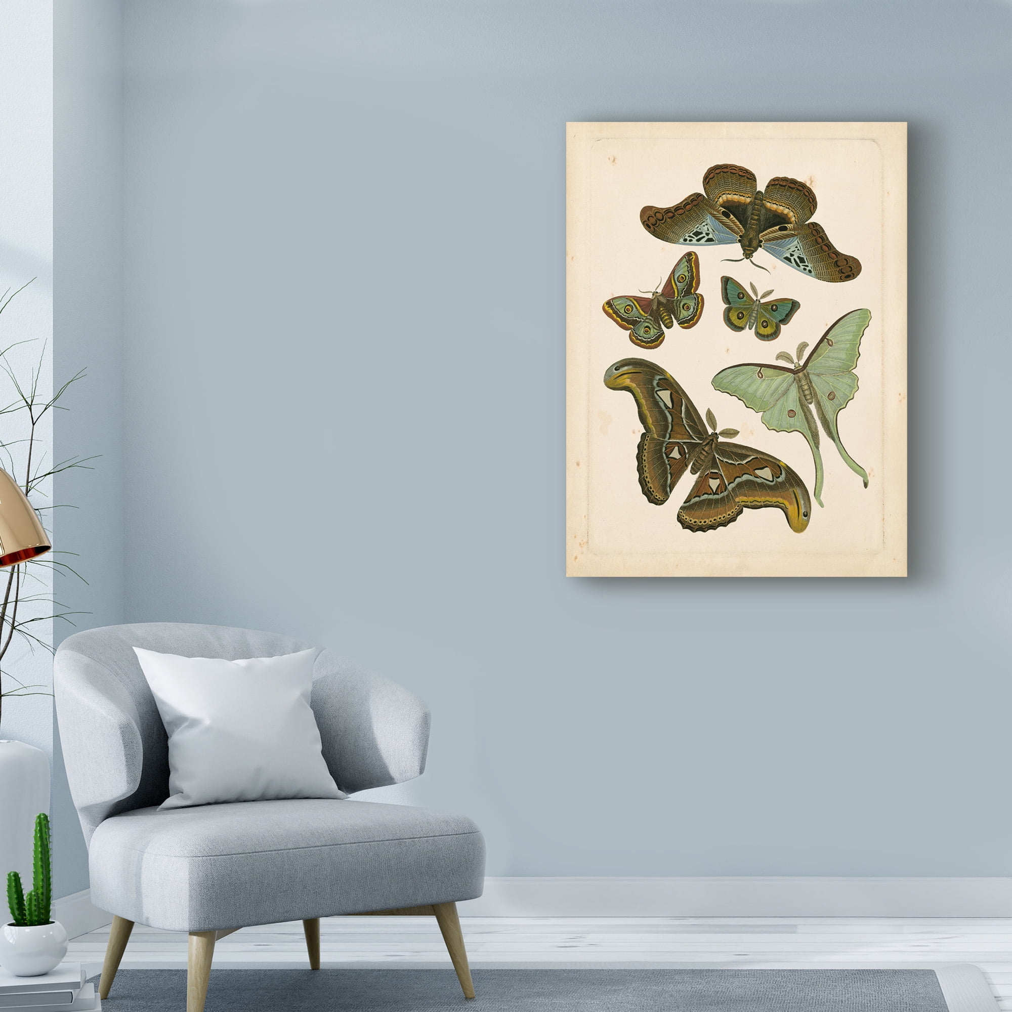 Trademark Fine Art 'Antique Entomology II' Canvas Art by Vision Studio
