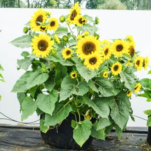 Patio and Deck Grow Tubs® - Fabric Garden Containers, 15-Gallon Capacity (1-Pack)