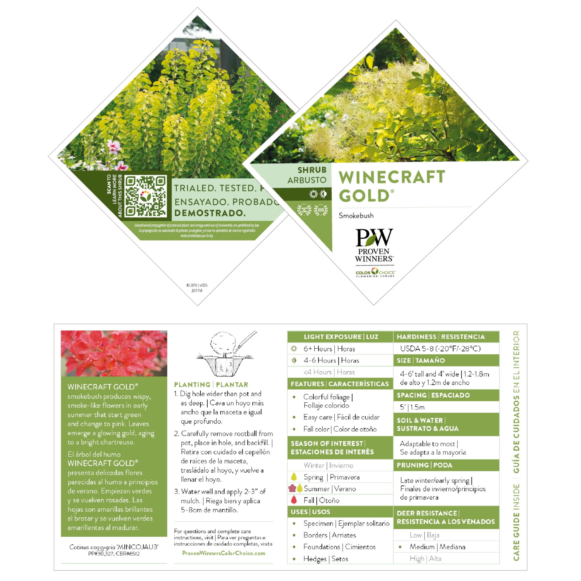 Proven Winners ColorChoice 5" Multicolor Winecraft Gold Smokebush Live Plant in 4.5" Pot (4 Count)