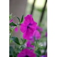 thumbnail image 4 of 200 Purple LAURA BUSH PETUNIA Violacea Violet Perennial Trumpet Flower Seeds, 4 of 5