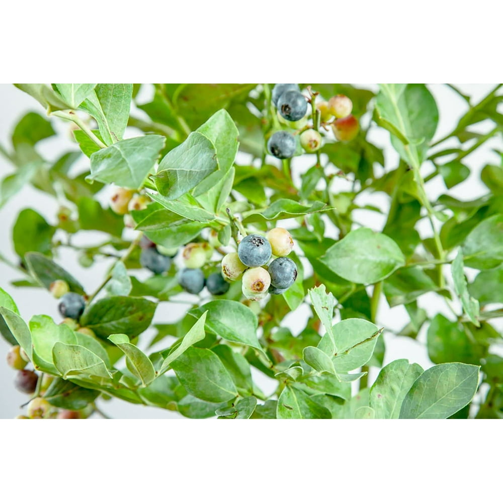 3 Gal Powder Blue Blueberry Heavy Producer, Beautiful Fall Color
