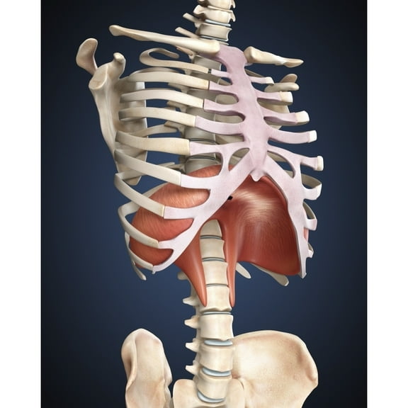 Visualization of human diaphragm Poster Print