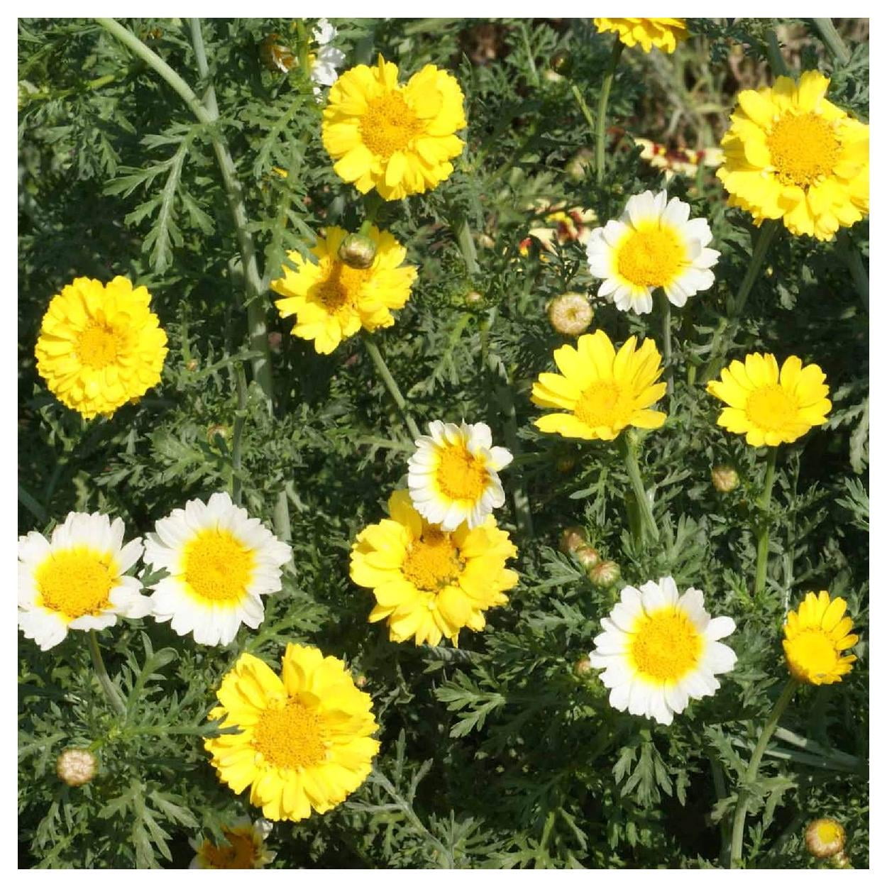 Everwilde Farms - 1 lb Garland Daisy Garden Flower Seeds - Gold Vault Bulk Seed Packet
