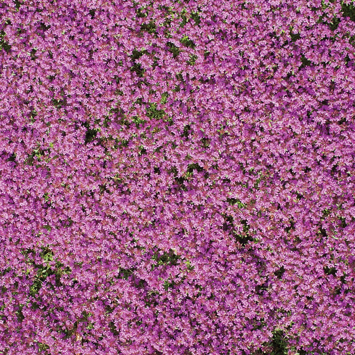 creeping thyme ground cover flowers
