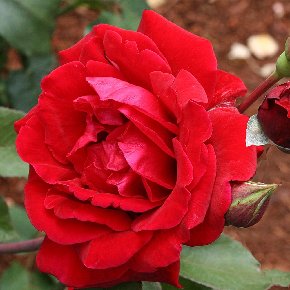 Heirloom Roses Climbing Rose Bush - The Don Juan Plant , Live Fragrant Plants For Outdoors , Red Own Root Bushes For Planting Outdoors