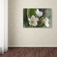 thumbnail image 3 of Trademark Fine Art 'Plumeria Bloom' Canvas Art by Pierre Leclerc, 3 of 3