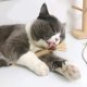 thumbnail image 5 of 5 piezas de palitos molares naturales para gatos, juguete masticable para gatos, juguete comestible para la limpieza de dientes de gatitos., 5 of 5