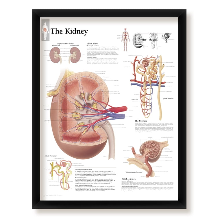 Anatomy Urinary System Education Poster Medical Anatomy Education