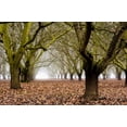 thumbnail image 2 of Berzel, Erin 32x23 Gold Ornate Wood Framed with Double Matting Museum Art Print Titled - Hazel Tree Grove I, 2 of 4