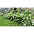 thumbnail image 4 of 10 Racines Vivantes Prêtes à Planter Hosta Plantes Vertes et Blanches Variées Hostas, 4 of 5