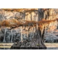thumbnail image 2 of Head, Danny 18x14 Black Ornate Wood Framed with Double Matting Museum Art Print Titled - Cypress Magic, 2 of 4