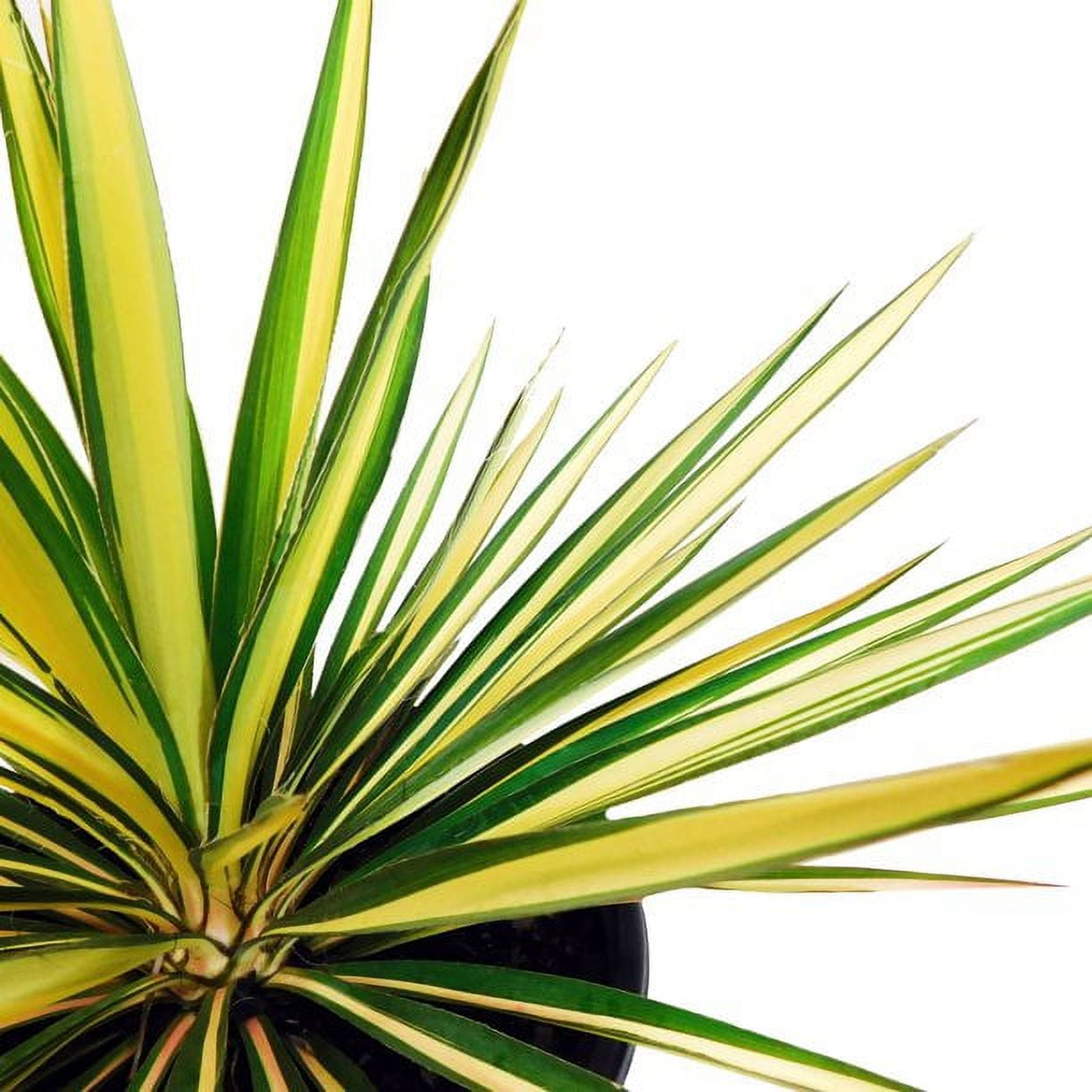 Expert Gardener 3.25G Yucca Color Guard Live Plants Full Sun