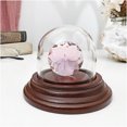 thumbnail image 2 of Plymor 1.875" x 1.875" Mini Glass Display Dome Cloche (Walnut Veneer Base), 2 of 2