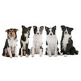 thumbnail image 2 of Five Border Collie Dogs Wall Decal by Wallmonkeys Peel and Stick Graphic (18 in W x 9 in H) WM79693, 2 of 4