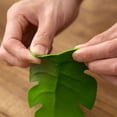thumbnail image 3 of Shisuyan 2pcs Creative Leaf Shaped Cup Tray Premium Tea Cup Mat Coffee Cup Coasters, 3 of 9