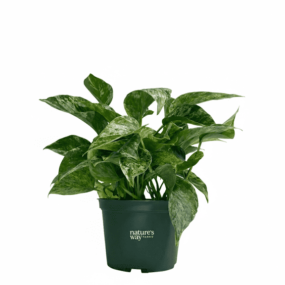 Nature's Way Farms Pothos Marble Queen Live Plant (8-15 inches tall) in growers pot
