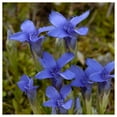 thumbnail image 4 of Everwilde Farms - 250 Fringed Gentian Native Wildflower Seeds - Gold Vault Seed Packet, 4 of 4
