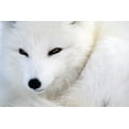 thumbnail image 2 of Arctic Fox Wall Mural by Wallmonkeys Peel and Stick Graphic (36 in W x 24 in H) WM89597, 2 of 4