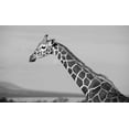thumbnail image 2 of Hopkins, Cindy Miller 32x21 White Modern Wood Framed Museum Art Print Titled - Africa-Kenya-Ol Pejeta Conservancy-Reticulated giraffe Endangered species, 2 of 4