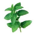 thumbnail image 1 of Peppermint Flavour Natural, 1 of 1