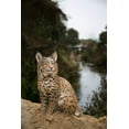 thumbnail image 1 of Estatua de gato montés sentado Hi-Line Gift Ltd., amarillo y negro, 1 of 9