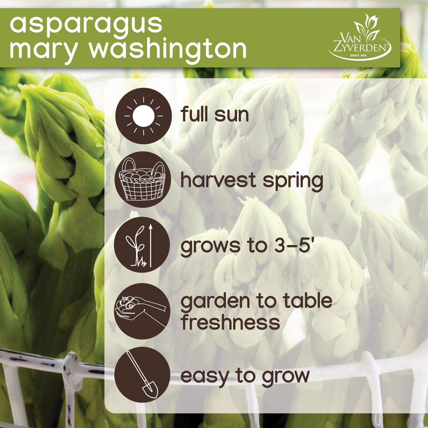 Expert Gardener Mary Washington Asparagus Dormant Plant Roots, Set of 4, Perennial, Full Sun