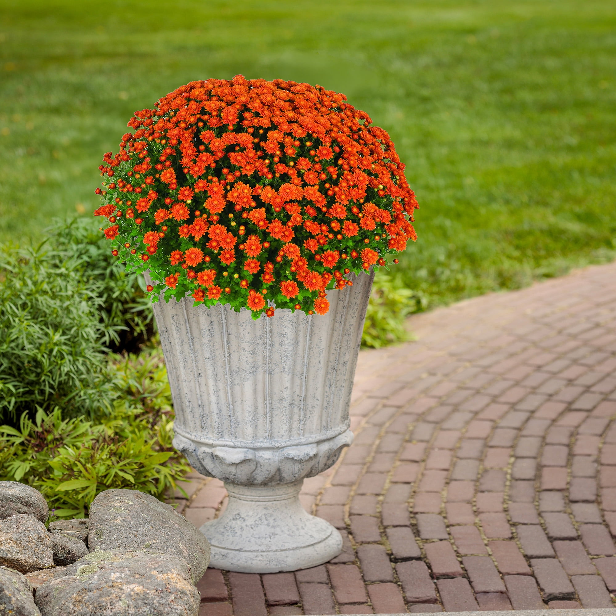 Expert Gardener Orange Mum Chrysanthemum Live Plant, 3 qt Grower Pot