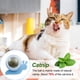 thumbnail image 3 of 3 juguetes de pared con hierba gatera, bolas giratorias de 360° para lamer, juguete de hierba gatera saludable para gatos, juguete masticable para limpiar los dientes, decoración de pared, 3 of 5
