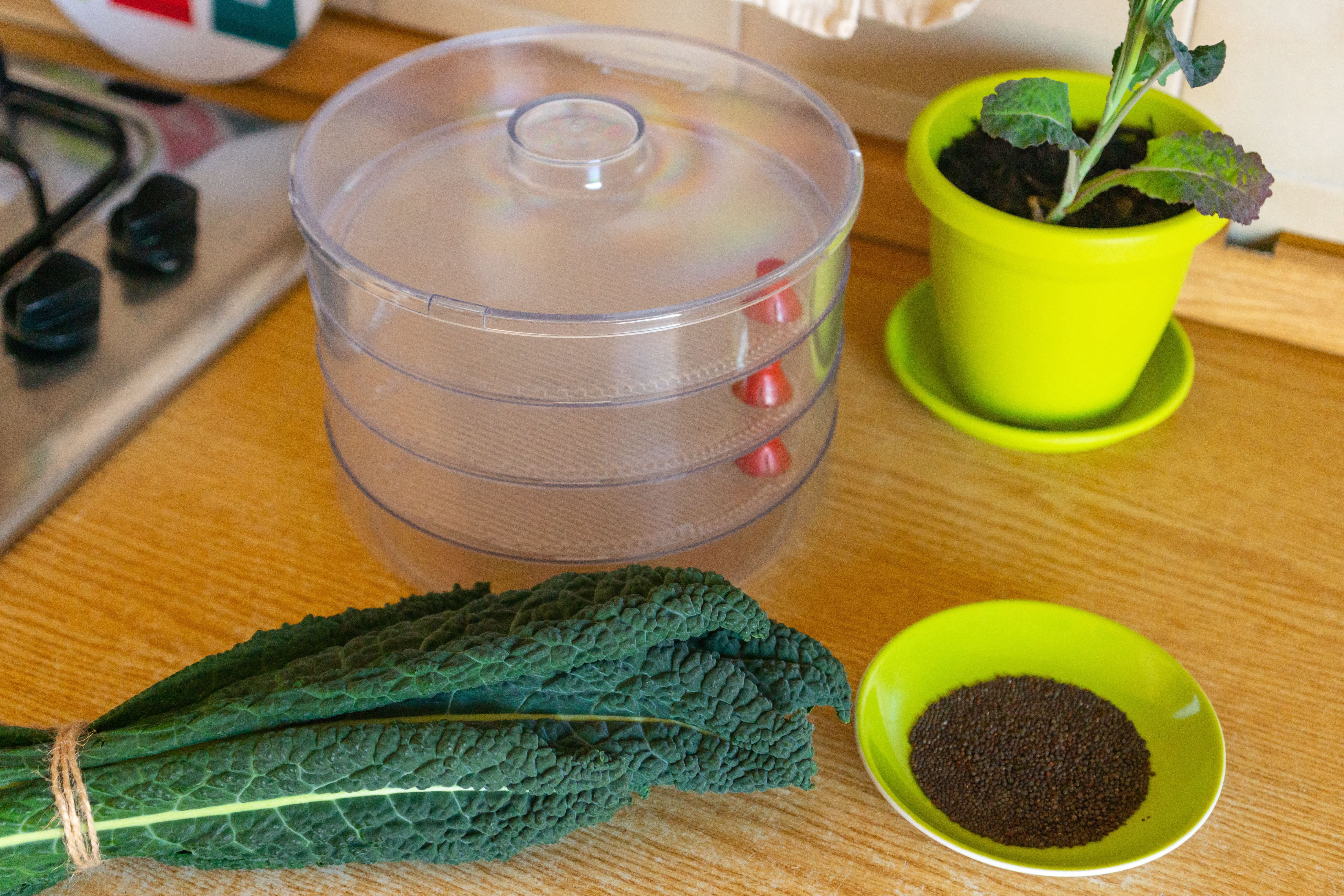 Kale Sprouting Seeds, 3 Pounds — Raw, Vegan, Kosher — by Food to Live