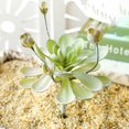 thumbnail image 1 of DIY Artificial Succulent Flocked Plant Fake Cactus Lotus Home Garden Decor, 1 of 1